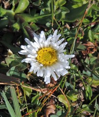 Symphyotrichum glabrifolium