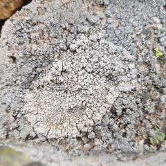 Varicellaria lactea