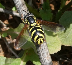 Chrysotoxum festivum