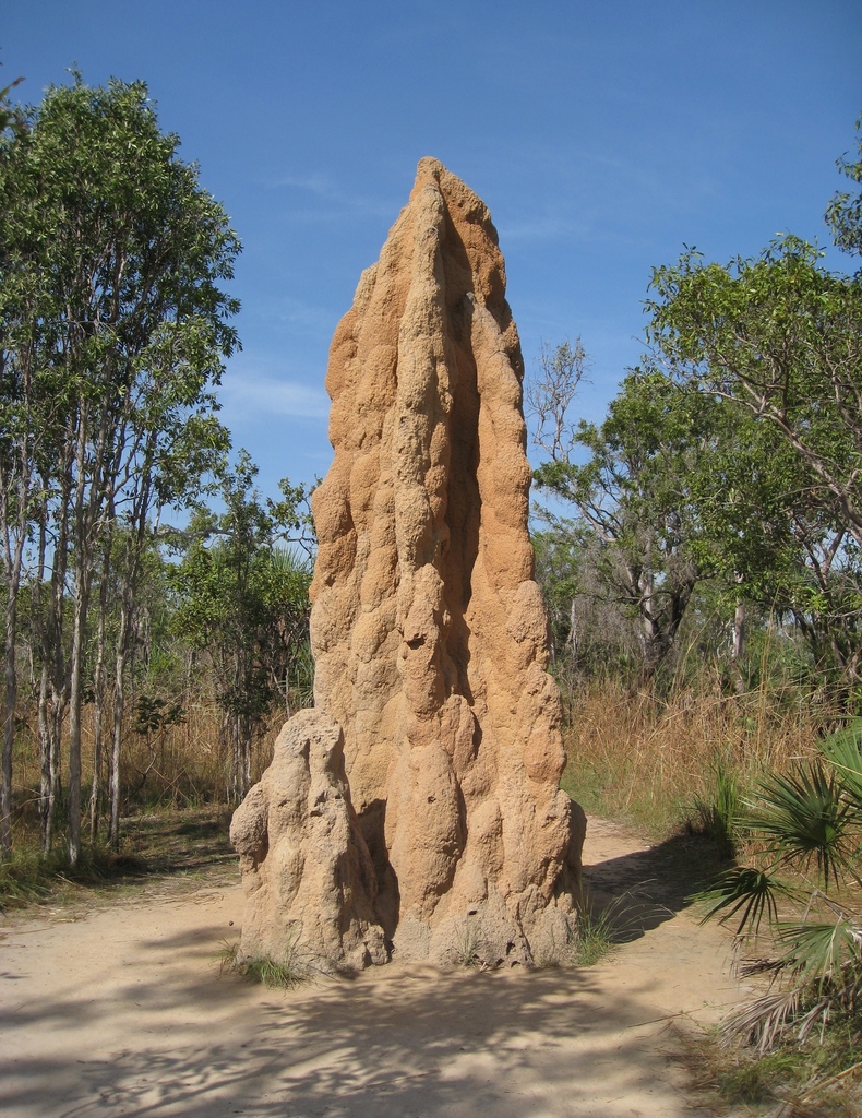 Spinifex Termite