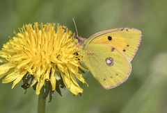 Colias croceus