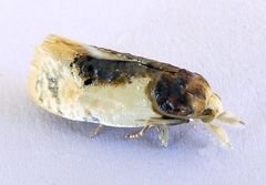 Henricus edwardsiana