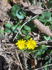 Ficaria verna