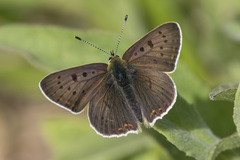 Lycaena tityrus