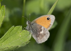 Coenonympha pamphilus