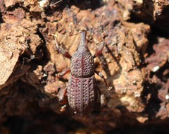Mitoplinthus caliginosus