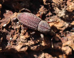 Mitoplinthus caliginosus