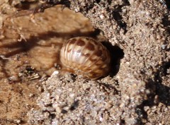 Glomeris intermedia