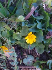 Ficaria verna