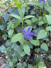 Vinca