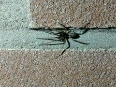 Araneae
