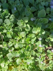 Veronica sublobata