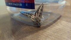 Hyles lineata
