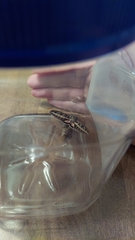 Hyles lineata