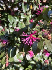 Loropetalum