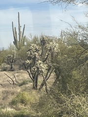 Cylindropuntia bigelovii