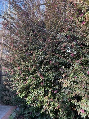 Loropetalum