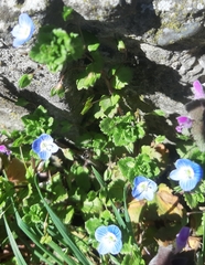 Veronica persica