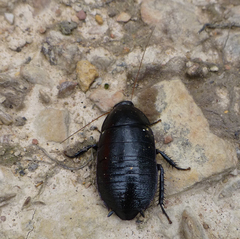 Insecta