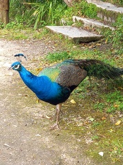 Pavo cristatus