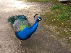 Pavo cristatus