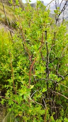 Minthostachys mollis