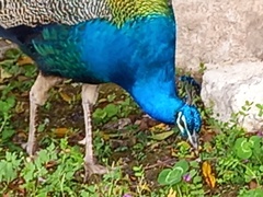 Pavo cristatus