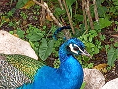 Pavo cristatus