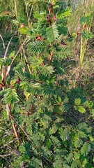 Vachellia campechiana