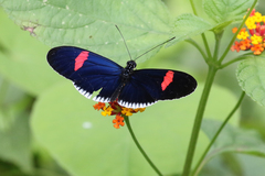 Heliconius erato cyrbia