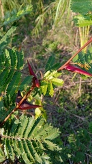 Vachellia campechiana
