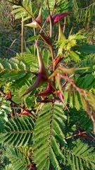 Vachellia campechiana