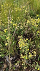 Calceolariaceae