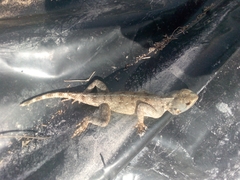 Agama bibronii