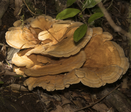 Bondarzewia guaitecasensis (Henn.) J.E.Wright