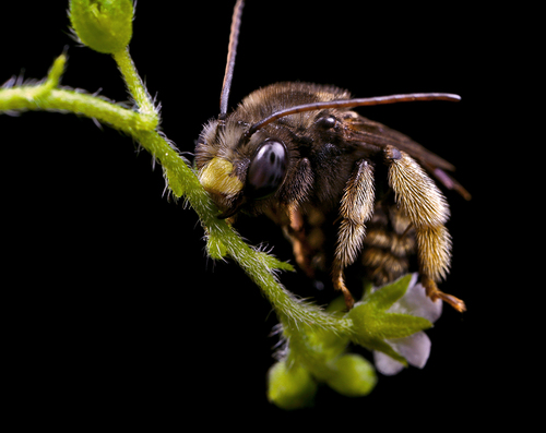 Two-spotted Longhorn Bee photographed in Indiana