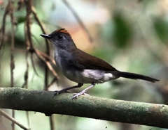 Alethe diademata
