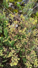 Calceolariaceae