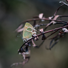 Callophrys xami xami