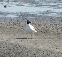 Chroicocephalus ridibundus