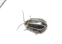 Disonycha conjuncta