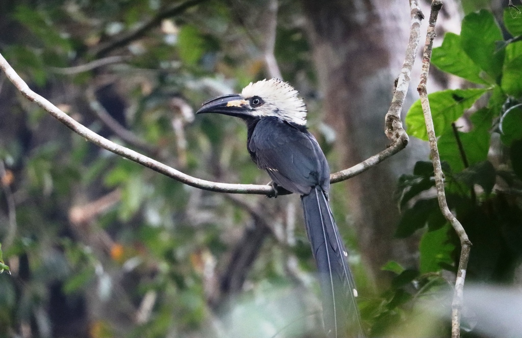 Little and Long-tailed Hornbills