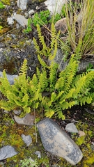 Woodsiaceae