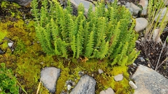 Woodsiaceae