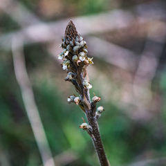 Sarcoglottis schaffneri