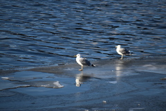 Larus