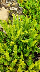 Woodsiaceae