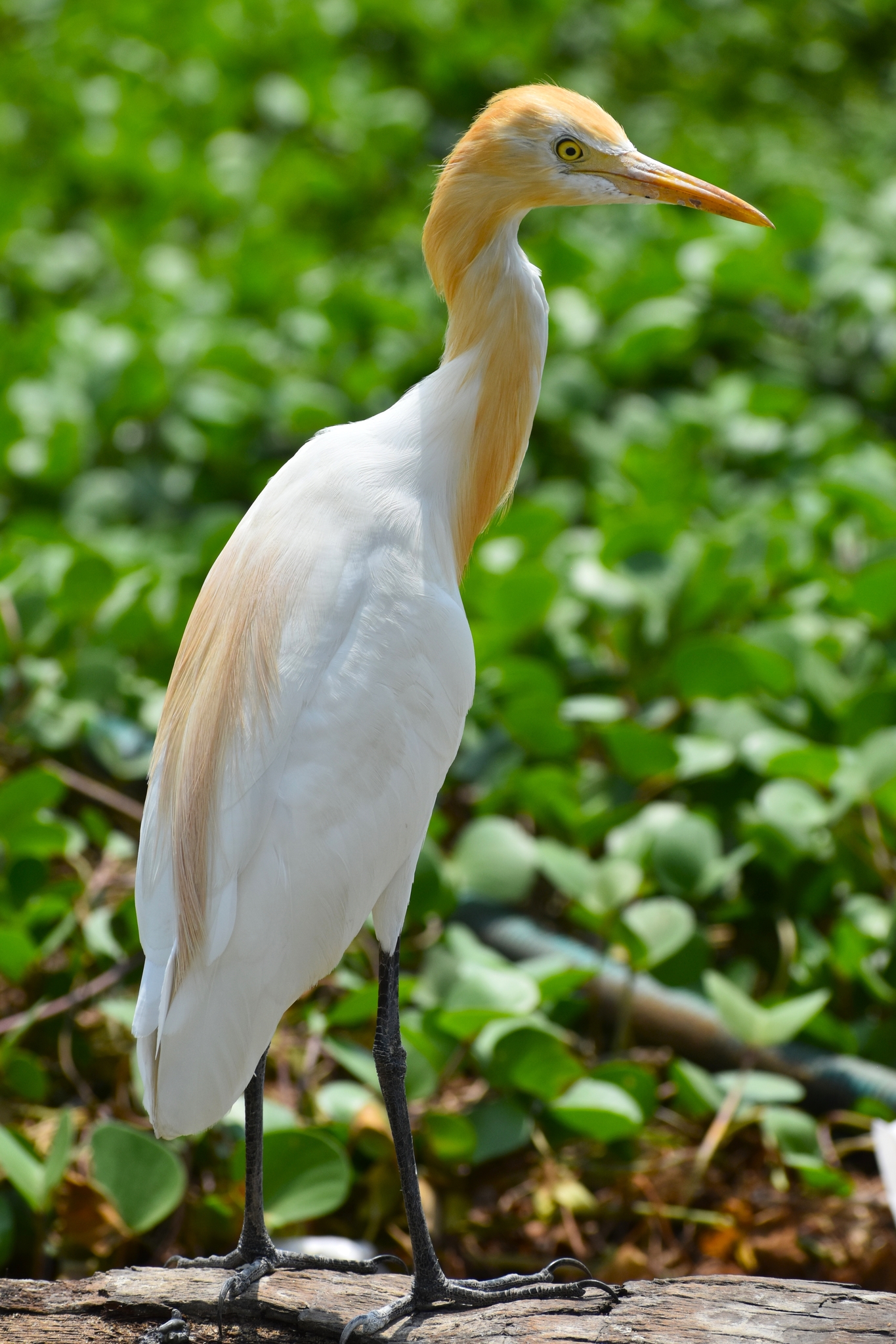 Eastern Cattle-Egret (Ardea coromanda)