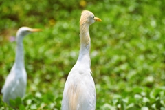 Bubulcus ibis