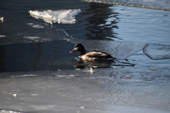 Anas platyrhynchos
